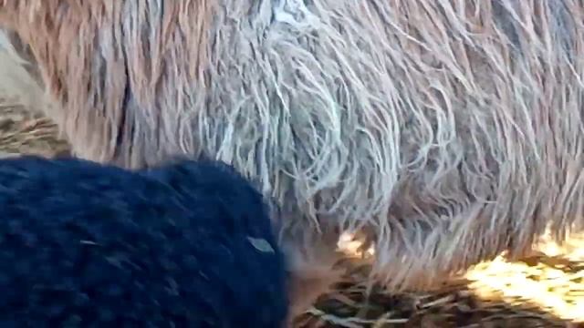 Эдильбаевские овцы 20.02.2022г.(краткий обзор). смотреть онлайн