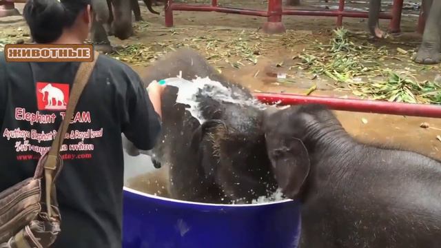 Топ-10 самое милое и очаровательное видео со слонятами.