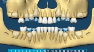 Рост зубов по годам