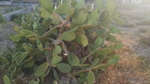 Удивительный кактус который стреляет на расстоянии!