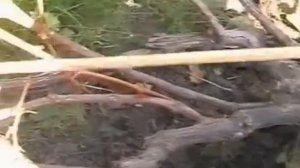 Как обрезать старый куст винограда - часть 1.avi