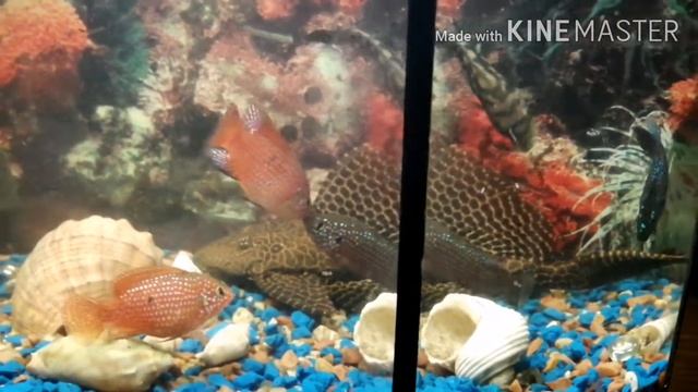 Хромис красавец | драка в аквариуме смотреть онлайн