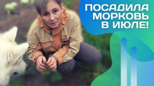 Что будет, если посадить морковь в июле?