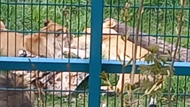 Львы в зоопарке. смотреть онлайн