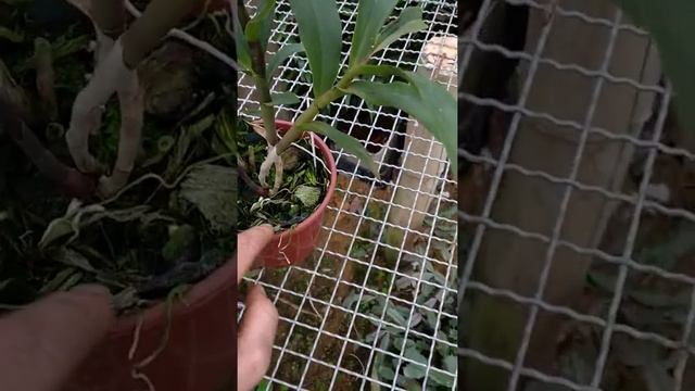 Epicattleya Renê marques # Orchids Hobby смотреть онлайн