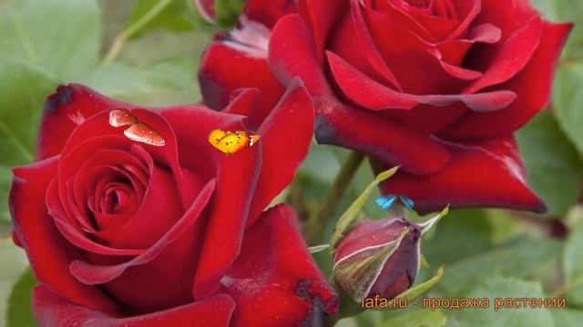 Роза флорибунда Николо Паганини (niccolo paganini) ? обзор: как сажать, саженцы розы Николо Паганин смотреть онлайн