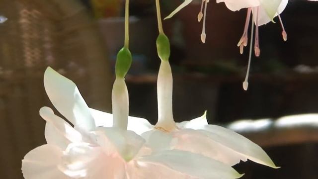 fushia pink marshmallow vs loco смотреть онлайн