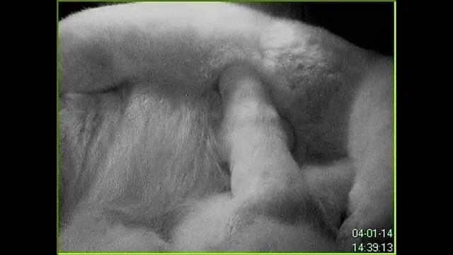 Медведица Услада из Ленинградского зоопарка родила смотреть онлайн