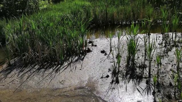 Исследование состояния Южной водоотводной канавы г. ДубныИсследование состояния Южной водоотводной к смотреть онлайн