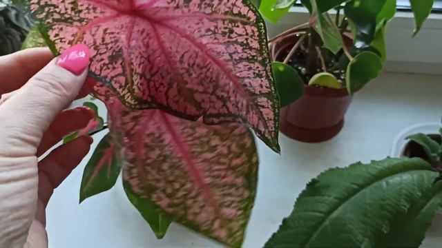 Черенковать ли пеперомию?? смотреть онлайн