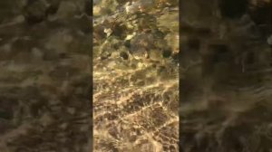 Пионерский курорт, медузы Балтийского моря…