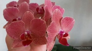 Пират Пикоти Ред /Красный Пират/Phal.Pirate Picotee (4 июня 2022г.)