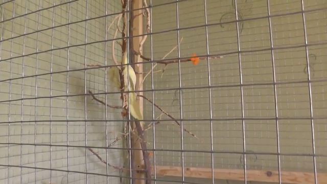 53 Разведение попугаев Две пары 05.06.17 Погибшие зародыши Десятый пищит смотреть онлайн