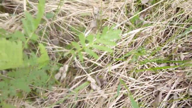 Весенние дикоросы смотреть онлайн