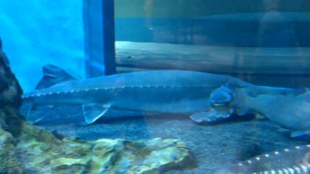 Царь-рыба (осётр) смотреть онлайн