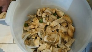 Грузди соленые? Нет, скорее квашеные! Соление белых груздей холодным способом со всеми подробностям