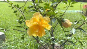 Chinese hibiscus