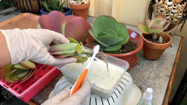 Usapang Flapjack! смотреть онлайн