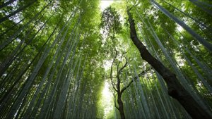 МУЗЫКА ДЛЯ РЕЛАКСА 2О21_RELAX MUSIC 2O21.mp4