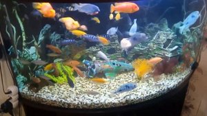 МОЙ АКВАРИУМ 500 ЛИТРОВ