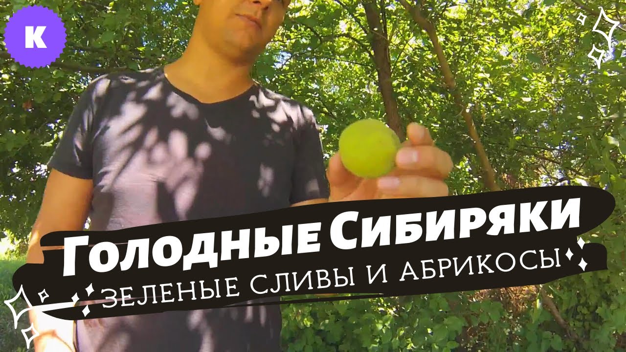 Сливы и абрикосы с дерева вкусней... Пусть даже зеленые