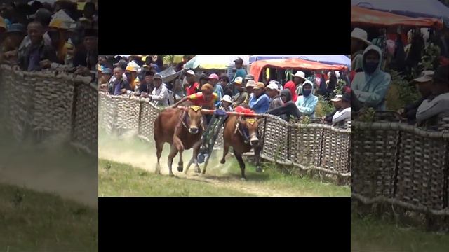 Karapan Sapi Tim Piring Terbang Gagak Rimang. смотреть онлайн