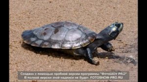 топ 10 больших черепах