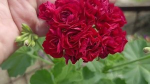 ВНИМАНИЕ!!! ПРОДАЮ 2 ШИКАРНЫХ КУСТА ПЕЛАРГОНИИ МОНСЕРУД РОЗЕН // ВАЦАП 89152458159 ПИСЬМЕННО