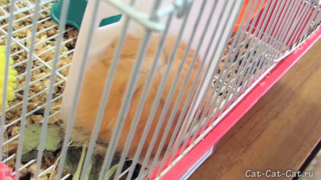 Шиншиллы и прочие грызуны смотреть онлайн