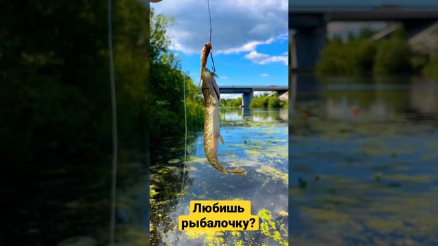 Рыбалка на Березине #fishing #pike #nature #беларусь #природа #рыбалка #щука