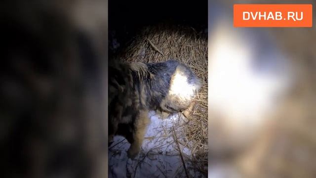 Живодеры орудуют в Индустриальном районе смотреть онлайн