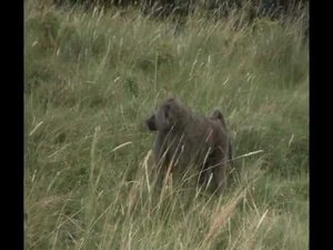 Нападение обезьяны на человека. СМОТРЕТЬ ВСЕМ! Attack