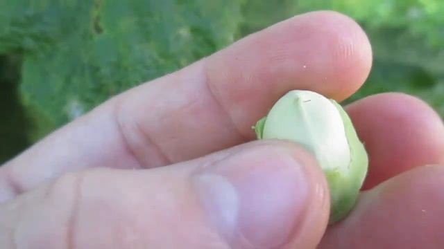 Как растет фундук орех? Как созревают орехи фундука? #3 смотреть онлайн