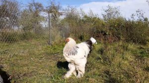 куры Брама светлая или белый черно колумбийский окрас характеристика