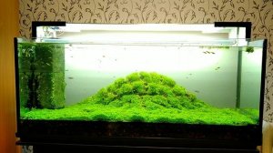Живой задний фон аквариума /Live aquarium background
