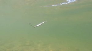 Игра микроколебалки под водой