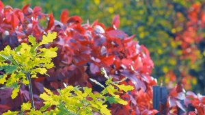 Футаж — Первые краски золотой осени. Футажи (footages) красивая природа [FullHD]