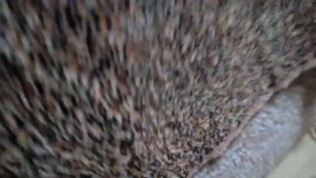 Что нужно для появления хомяка в доме смотреть онлайн