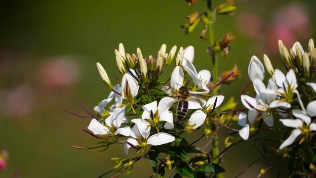 ПЧЁЛЫ НА ЦВЕТАХ. МАКРОСЪЁМКА. Часть 1. | BEES ON THE FLOWERS. MACRO VIDEO. Part 1.