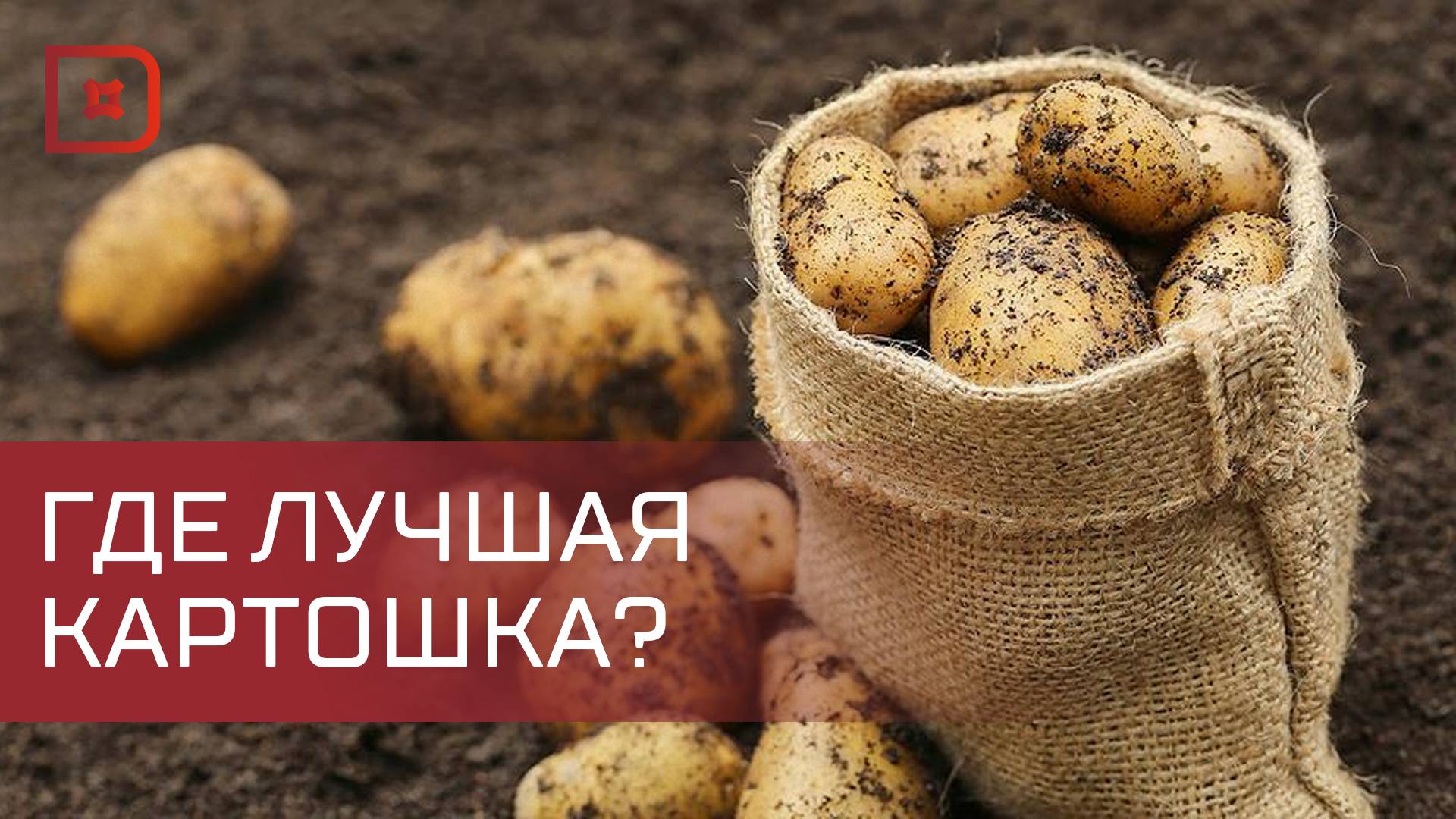 Аграрии Дагестана собирают урожай картофеля