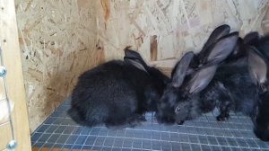 Крольчата.30 дней.Кормление в ручную против Кормления крольчихой