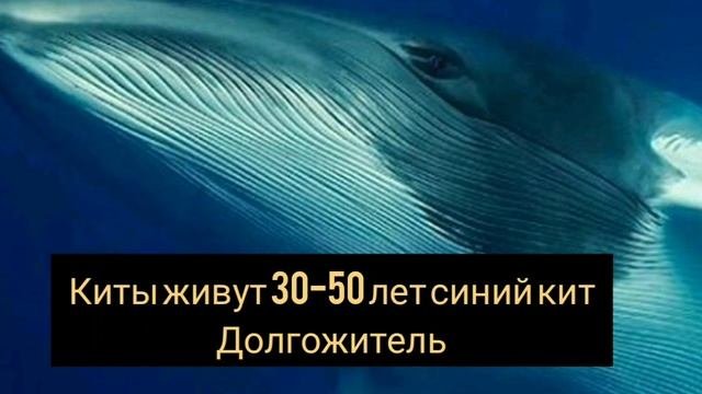 Топ 10? животных сколько лет живут