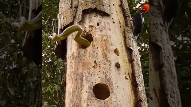 ПТИЧЬЕ ГНЕЗДО смотреть онлайн