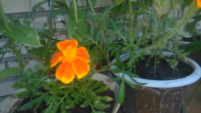 Выращивание садовых цветов на балконе - 4 часть смотреть онлайн