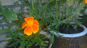 Выращивание садовых цветов на балконе - 4 часть