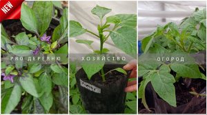  Обзор рассады томатов, перца, баклажанов и других растений #garden #рассада #огород