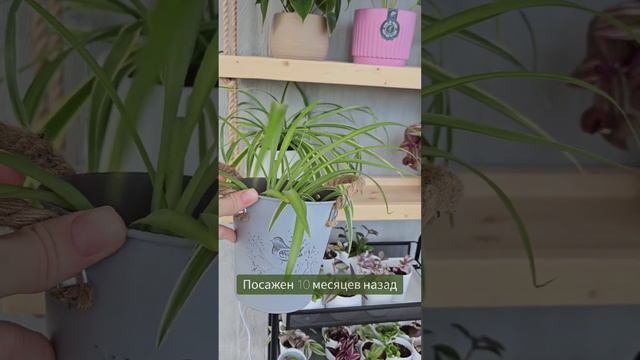 Почему не стоит  тратить время на посадку ХЛОРОФИТУМА из семян? смотреть онлайн