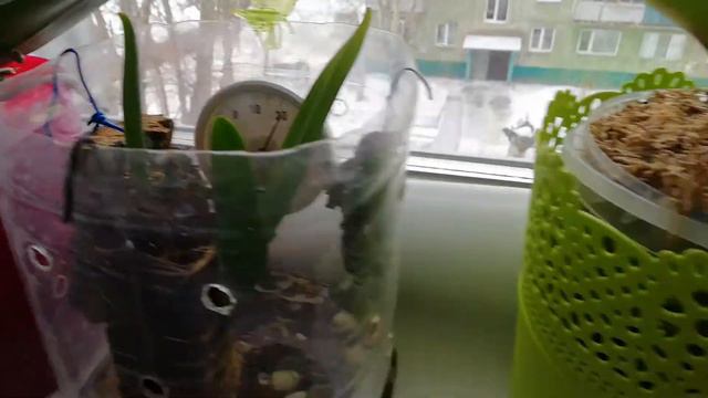 Башмачек радует. Пафиопедилум американец. смотреть онлайн