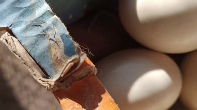 ОВОСКОПИРОВАНИЕ ИНДОУТИНЫХ ЯИЦ. Как выглядит оплодотворенное яйцо мускусной утки? смотреть онлайн