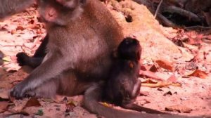 OG Helps..! Poor Baby Monkey Arian C.ried Tan-trum On The Ground Coz Mom Anna Not Accepting Milk